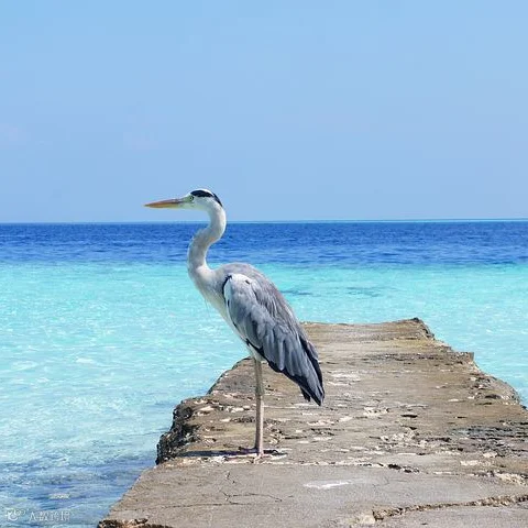heron-1357037__480.jpg