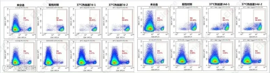 EasySort™ Mouse CD4 Nanobeads的37℃热加速7天和14天稳定性测试
