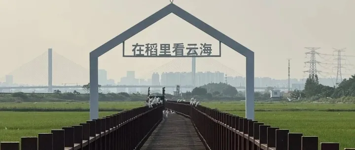 国庆拒绝人挤人！来千亩稻浪，开启“反向旅游”假期
