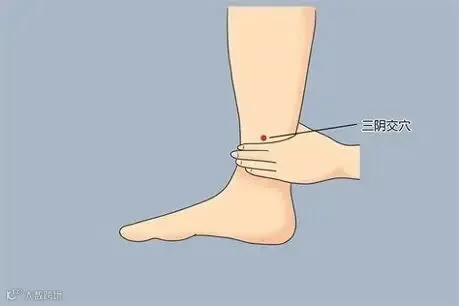 三阴交 的图像结果