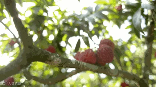 1529316594971457.gif