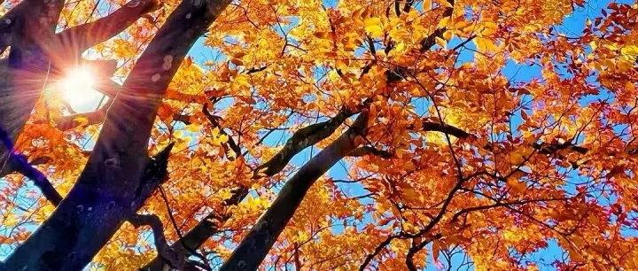 【秦岭赏秋】— 揽尽秦岭红叶，穿越秦巴景观大道，9天自驾奔赴秋日童话之旅！