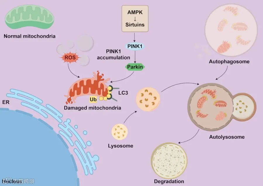 Frontiers | Mitophagy in gastrointestinal tumors: mechanisms and new targets for immunotherapy