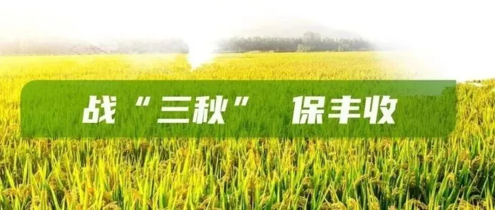 精耕服务拓市场 实干攻坚促营销｜融通粮产公司圆满完成<em>鹤岗</em>农场秋粮玉米竞价销售任务