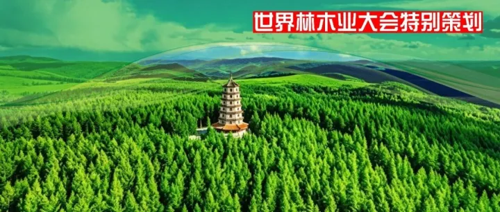 变废为宝、变害为利！河北这家公司把松针资源“吃干榨净”|特别策划