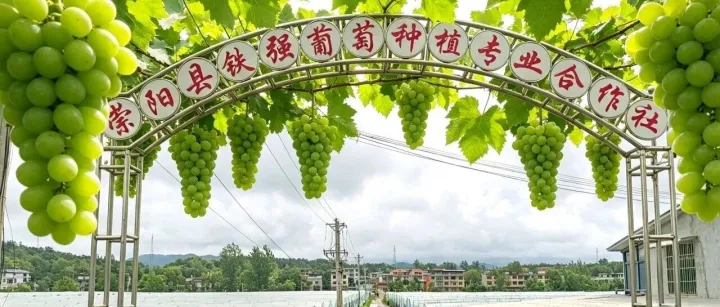 黄铁强——从浙江义乌到湖北崇阳，他用了十几年时间，把200多亩荒坡变成了“甜蜜王国”