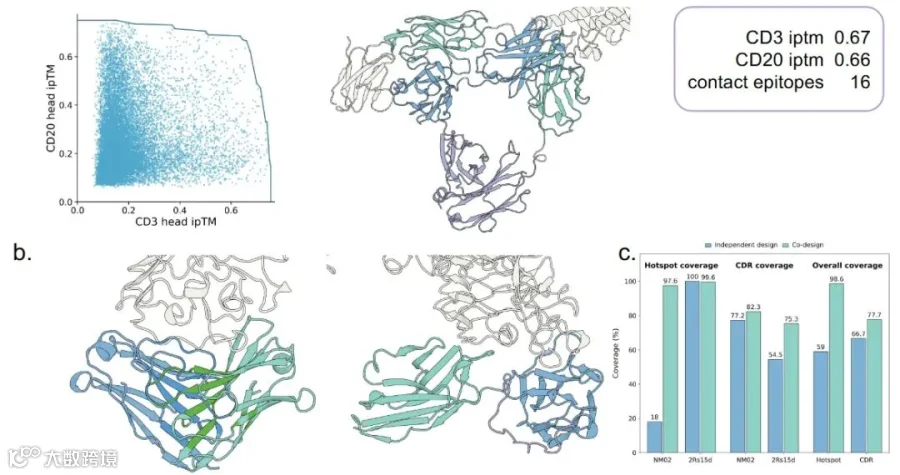图 4　使用 OFAntibody 进行双特异性抗体的多格式设计与多界面联合设计。a.OFAntibody 以三种双特异性抗体格式生成的设计，自上而下依次为串联纳米抗体、双链抗体和交叉双可变区。b.左侧为独立组装后出现空间碰撞的代表性 VHH，右侧为联合设计的串联纳米抗体复合物。c.独立结合分子组装与多界面联合设计在 CDR 覆盖率和热点残基覆盖率上的比较。