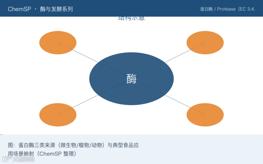 图：蛋白酶三类来源（微生物/植物/动物）与典型食品应用场景映射（ChemSP 整理）