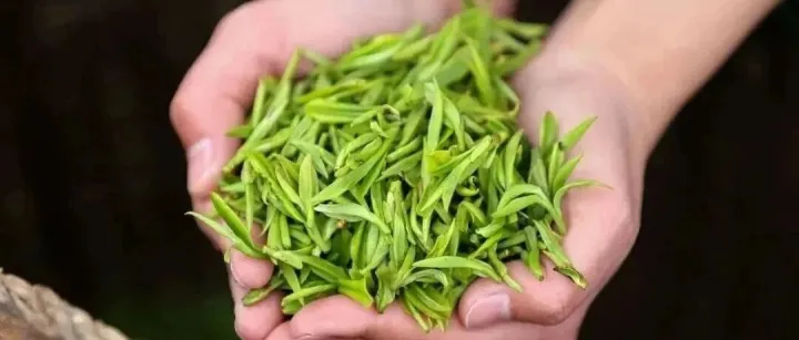 国家标准《地理标志产品质量要求 黄山毛峰茶》（GB/T 19460-2026）正式发布