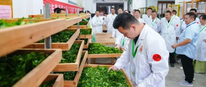 匠心逐香！第二届“干臣杯”手工红茶制作大赛圆满落幕