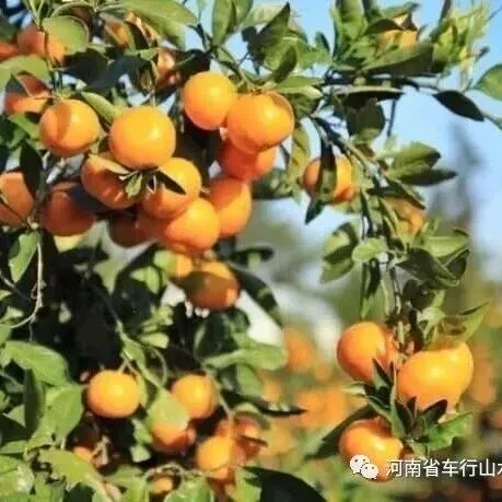 【车行山水|周末活动】助农采蜜桔 赏景大观苑！