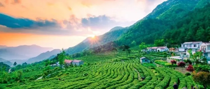 省农科院茶叶研究所：茶树修剪技术要求、方法及修剪后管理