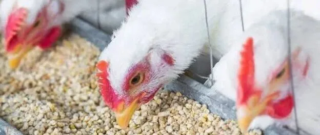 一袋饲料里的生意经：非洲鸡饲料年产突破3000万吨，中企出海宜先获客再投厂