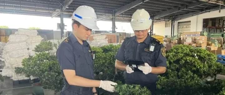 查获625株罗汉松
