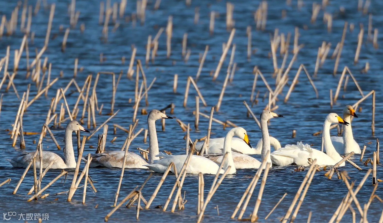 2025屈原天鹅拍摄活动**批
