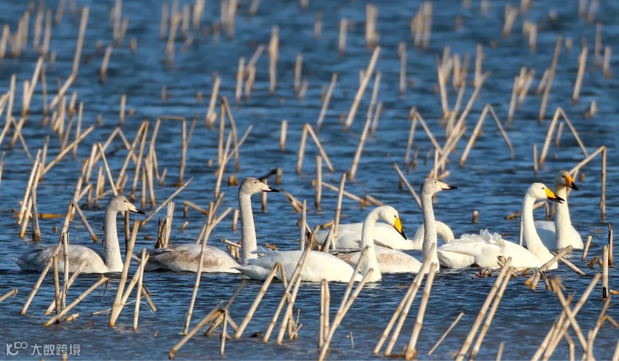 2025屈原天鹅拍摄活动**批