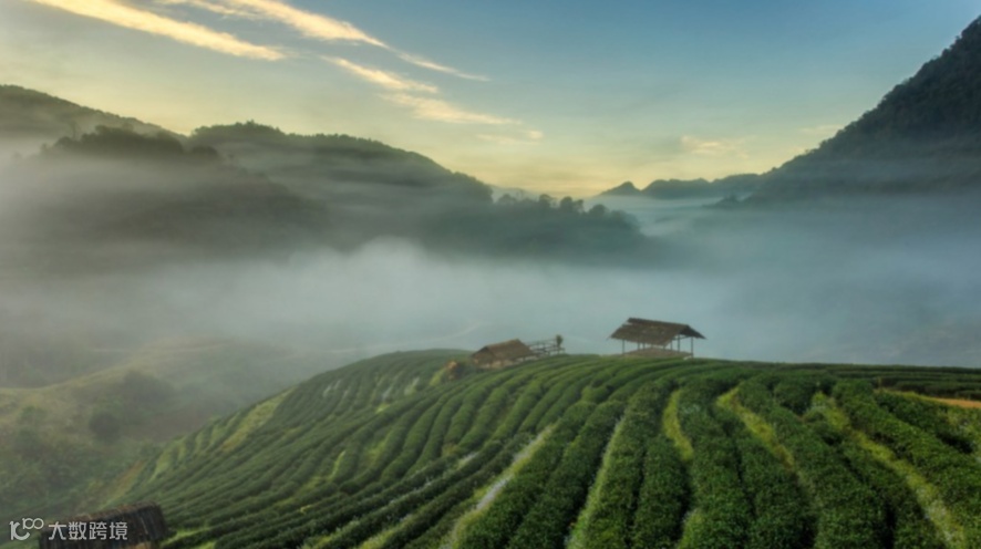 ‘云企出海’-老挝、泰国茶叶行业经贸推介会