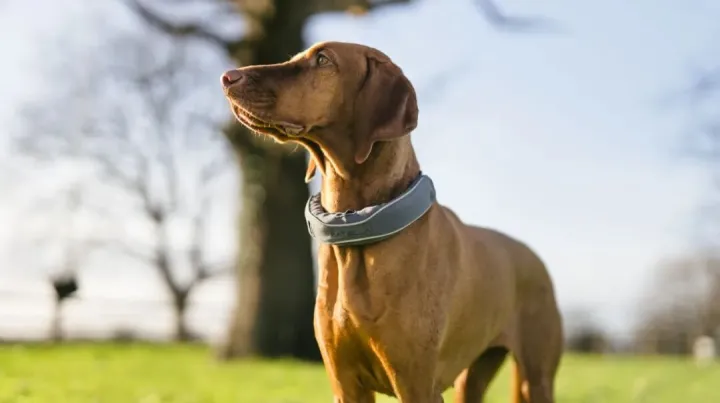 养宠经济爆发！“懂”狗狗的AI项圈三个月吸金百万美元