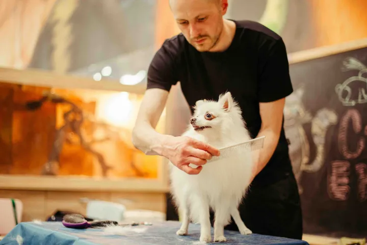 出海观察|全球宠物美容市场分析及趋势预测