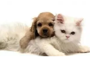 宠物行业启动全新服务模式 “顽宠”诞生改变传统市场