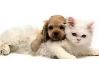 未来动保行业发展的新方向:反刍、宠物、诊断