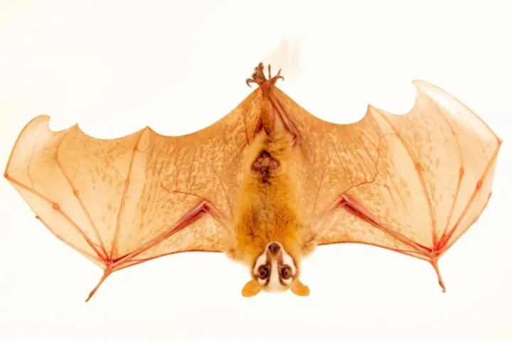 26-cv-4120 Joel Sartore 摄影图版权，300+店涉案冻结！若有资金冻结，请尽快联系我们专业谈判解冻！