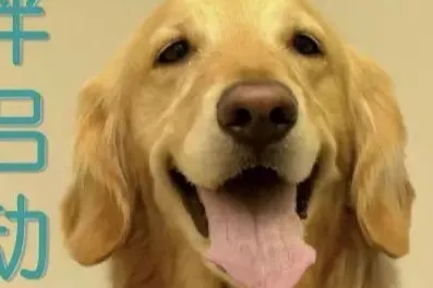 中国宠物经济方兴未艾