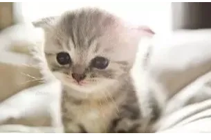 杭州小动物诊疗行业一瞥