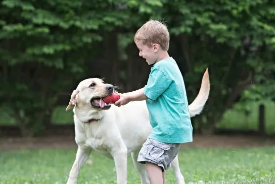 契合出口趋势的宠物玩具选购指南