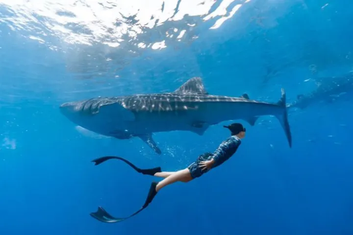 如何核验一家菲律宾公司是否存在？