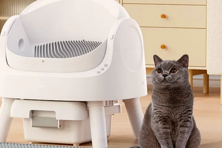 两个深圳女生的TikTok破圈记，靠一款智能猫砂盆在美国赚了2亿！