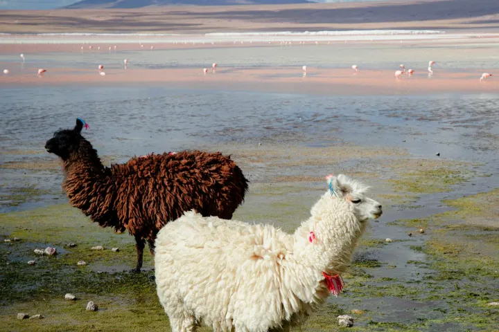 2026佛山人工智能训练师报考倒计时！人社部认证+政策补贴，速看！