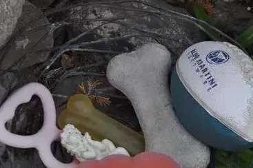 寄养宠物纠纷3例