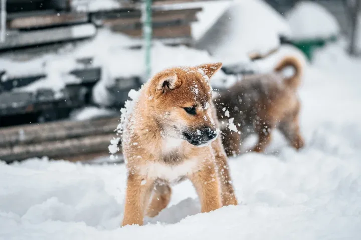冬季宠物选品必看：海外溢价53倍！“自加热”妥妥的流量密码