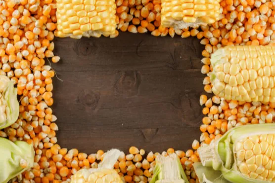 如何甄选优质黄玉米制造商：全面指南与核心策略