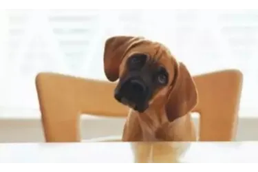 12家对宠物最友好的公司