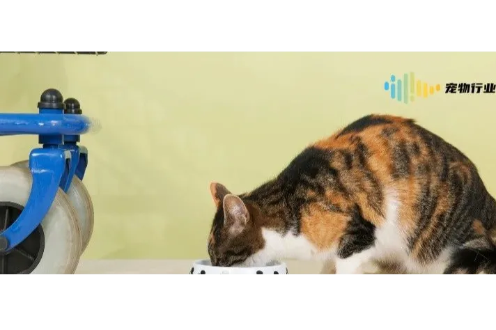 宠物经济其实是“情感经济”？抓住这三点，帮你快速了解宠物服务行业