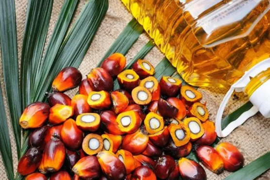 解锁印尼棕榈油全球出口密码，斩获 20% 市场溢价