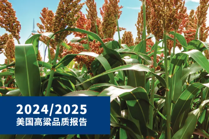 美国谷物协会北京办事处2024-2025美国高粱品质报告18页