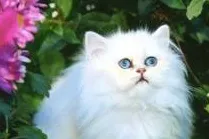 瑞普生物半年业绩预告