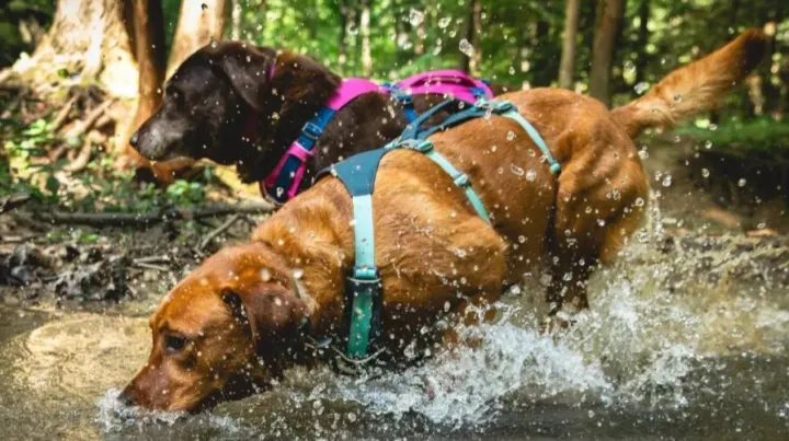 靠一只狗碗开局，年入2000万美金，这个宠物户外品牌火了！