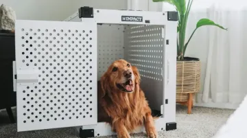 卷上天的宠物赛道，还藏着一桩百亿级的出海生意