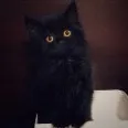 黑猫跨境服务商