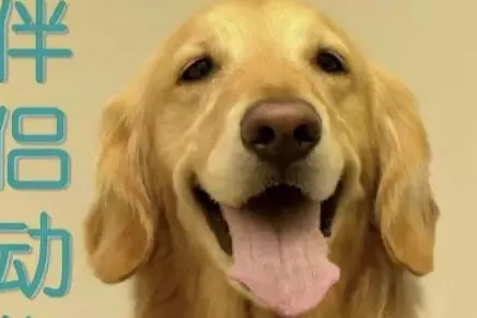 中国宠物诊疗行业现状及对策