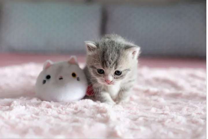 跨境电商宠物选品攻略，开启全球萌宠市场大门