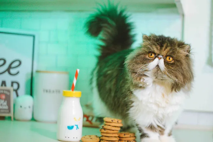 出海观察|全球宠物食品市场分析及趋势预测