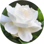 解剖描绘：显示产品的内部结构如何影响产品估值