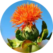 荷兰上演复仇者联盟 两任队长大胜之后笑逐颜开