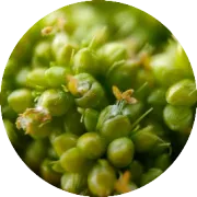 The Crop Journal | 江苏省农业科学院玉米研究中心赵涵团队揭示ZmNLP5正调控玉米产量