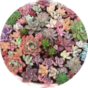 年末促销 京东秒杀，10点开始